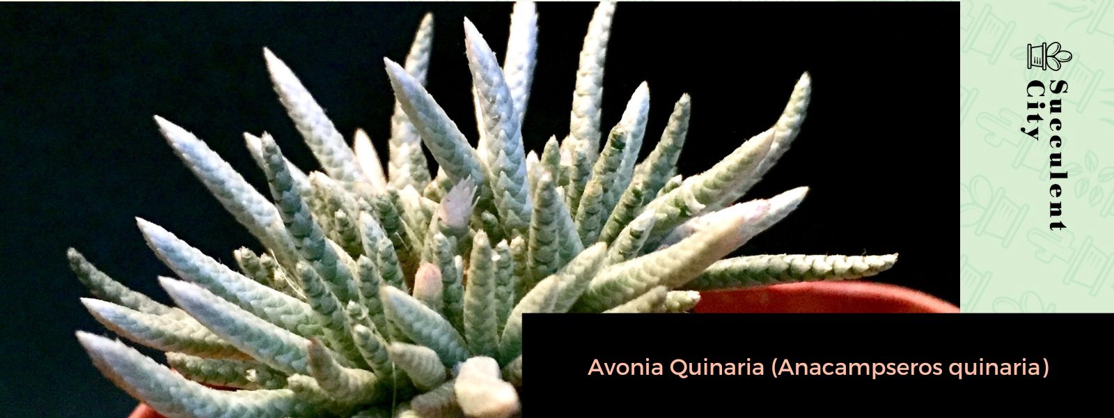 Avonia Quinaria (Anacampseros quinaria)