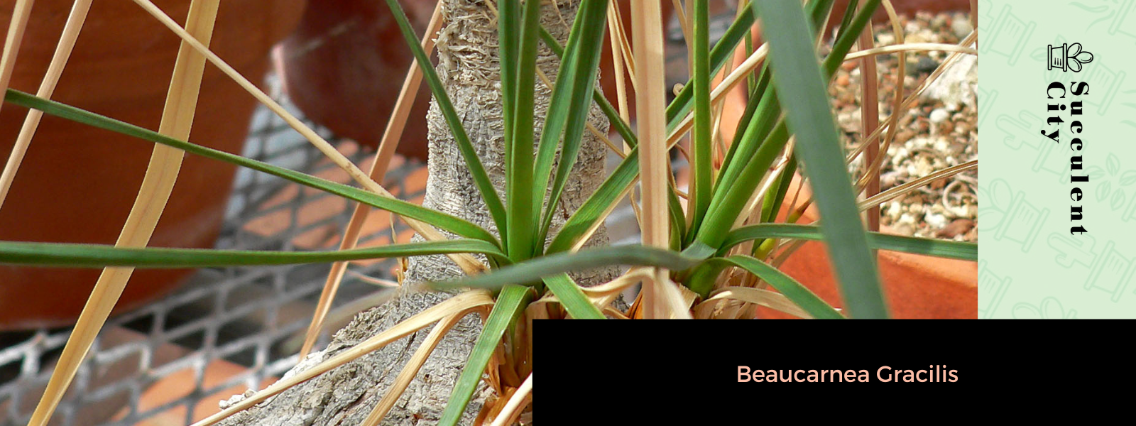 Beaucarnea gracilis