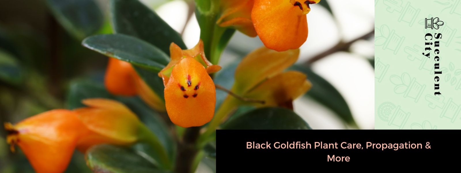Planta de pez dorado negro (un híbrido de Nemanthus-Gregarius)