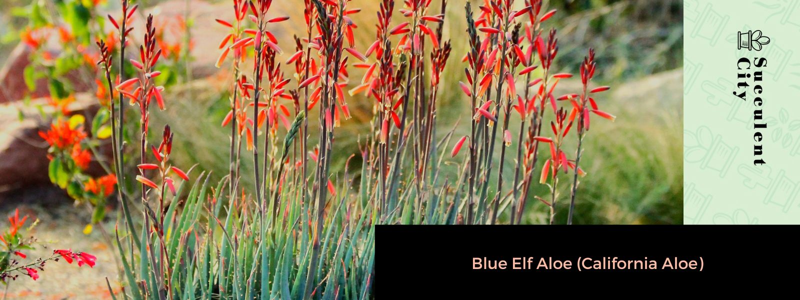 Aloe elfo azul (áloe de California)