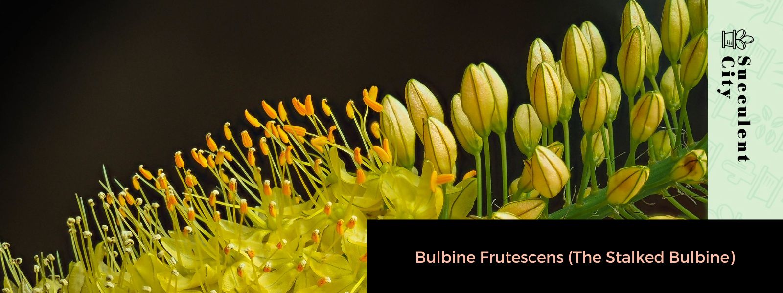 Bulbine Frutescens (El bulbine acechado)
