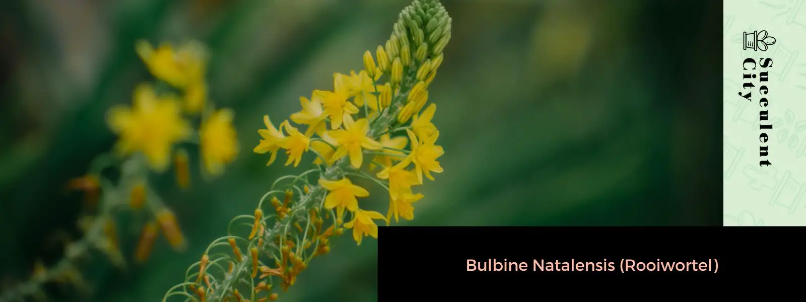 Bulbine Natalensis (Rooiwortel) Bulbine Natalensis (Rooiwortel)