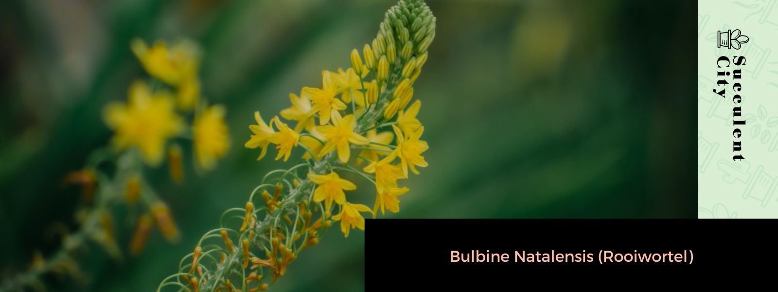Bulbine Natalensis (Rooiwortel)