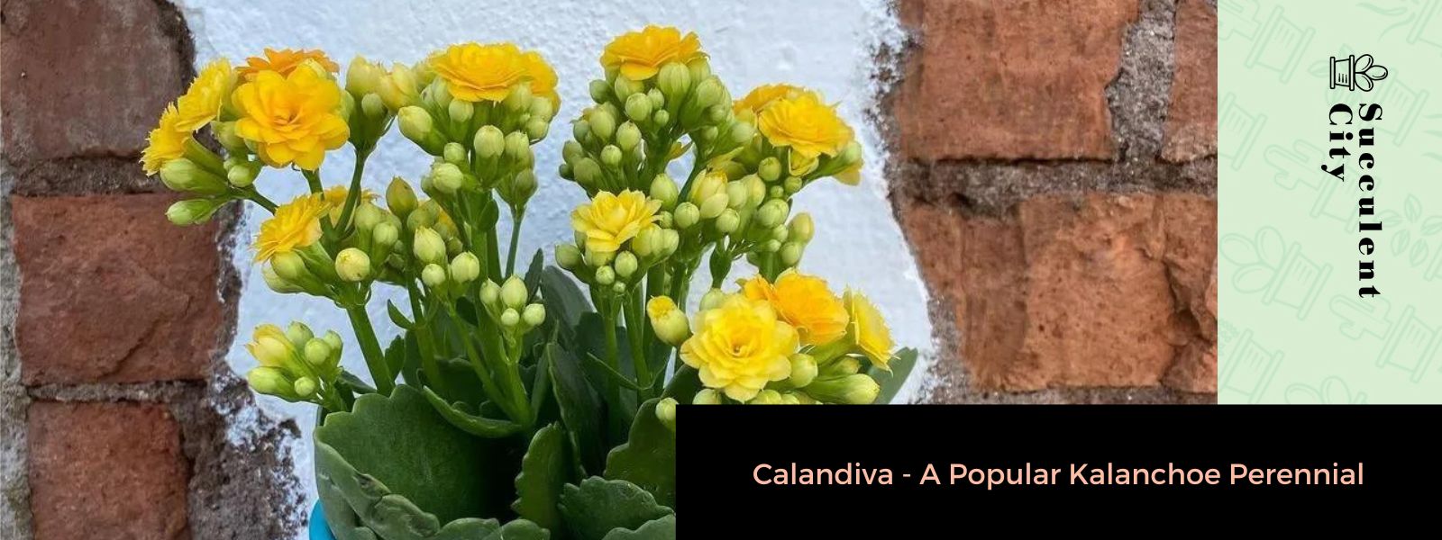 Calandiva: una popular planta perenne de Kalanchoe