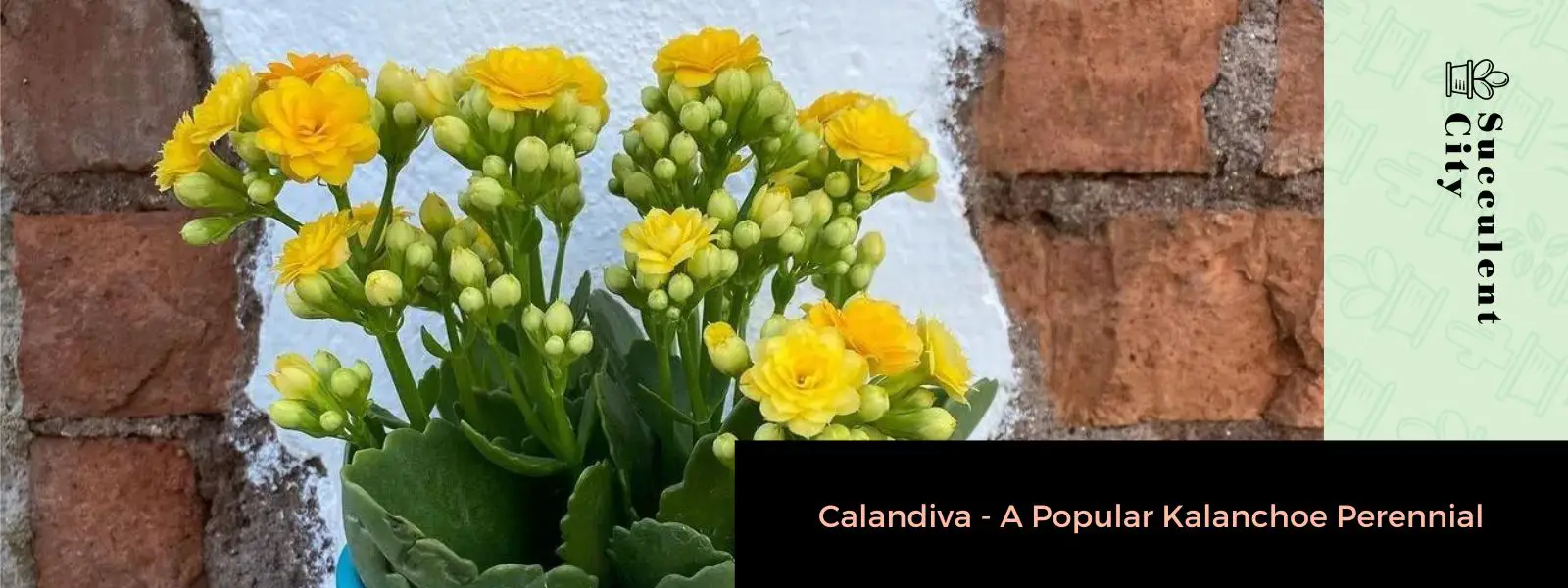 Calandiva: una popular planta perenne de Kalanchoe Calandiva: una popular planta perenne de Kalanchoe