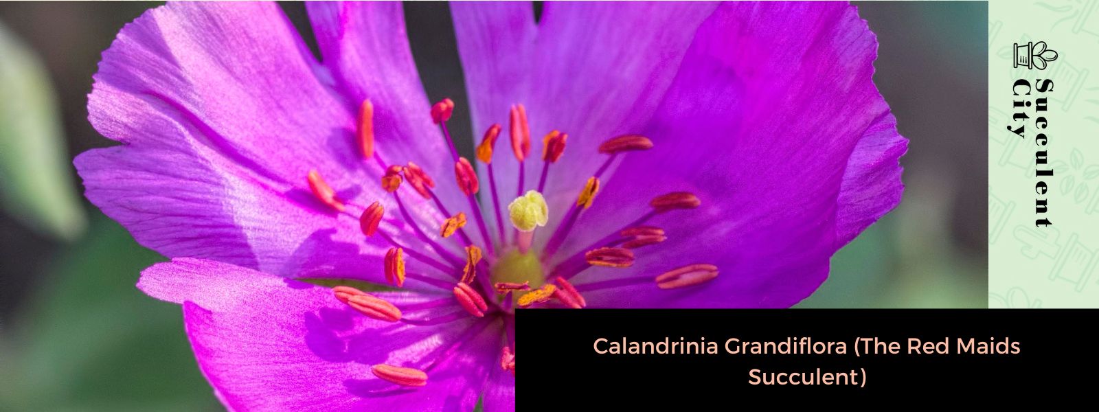 Calandrinia grandiflora (suculenta doncella roja)