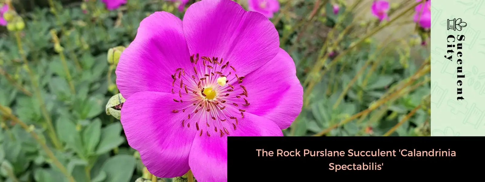 La suculenta verdolaga de roca “Calandrinia Spectabilis” La suculenta verdolaga de roca “Calandrinia Spectabilis”