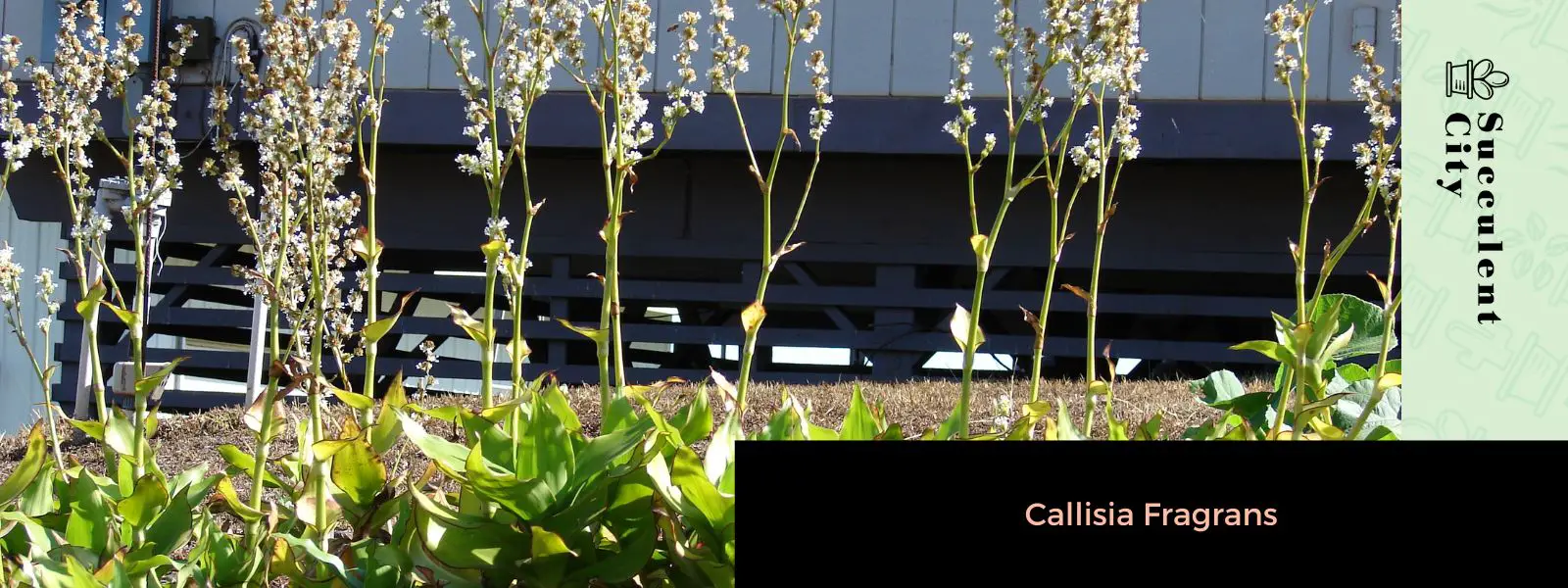 Callisia Fragrans (La planta de la vid dorada)