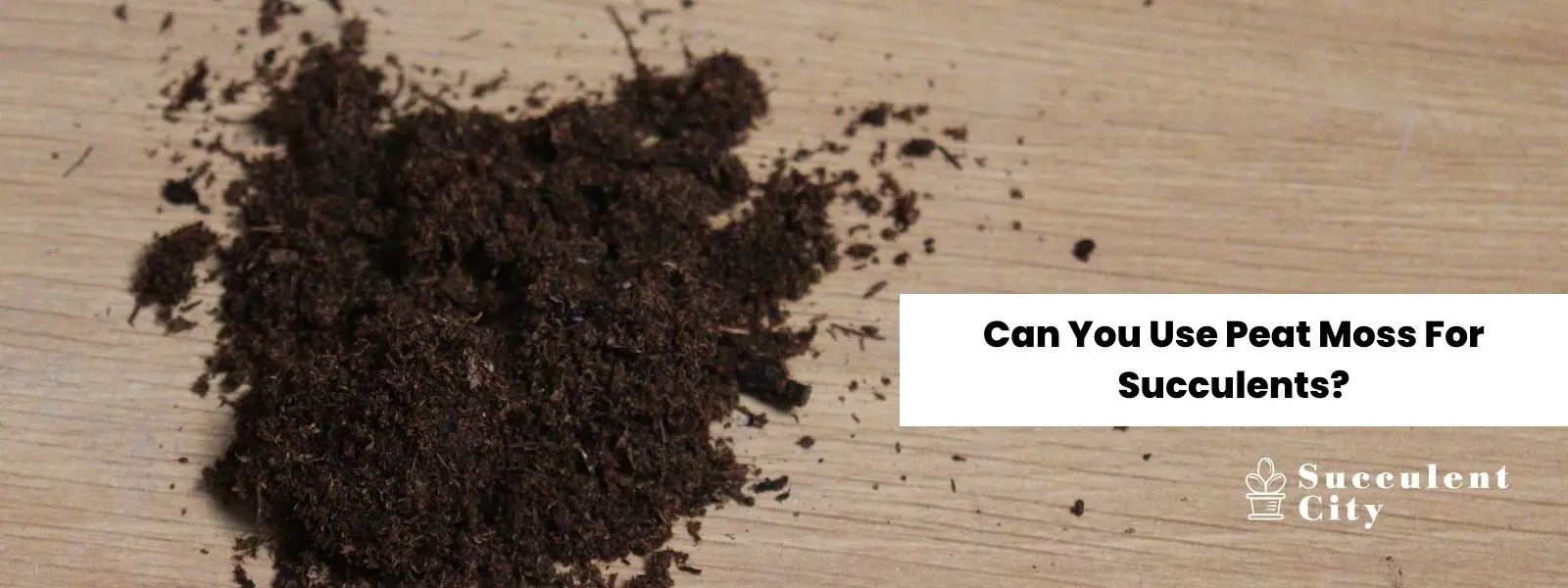 ¿Puedes utilizar turba para las suculentas? ¿Puedes utilizar turba para las suculentas?