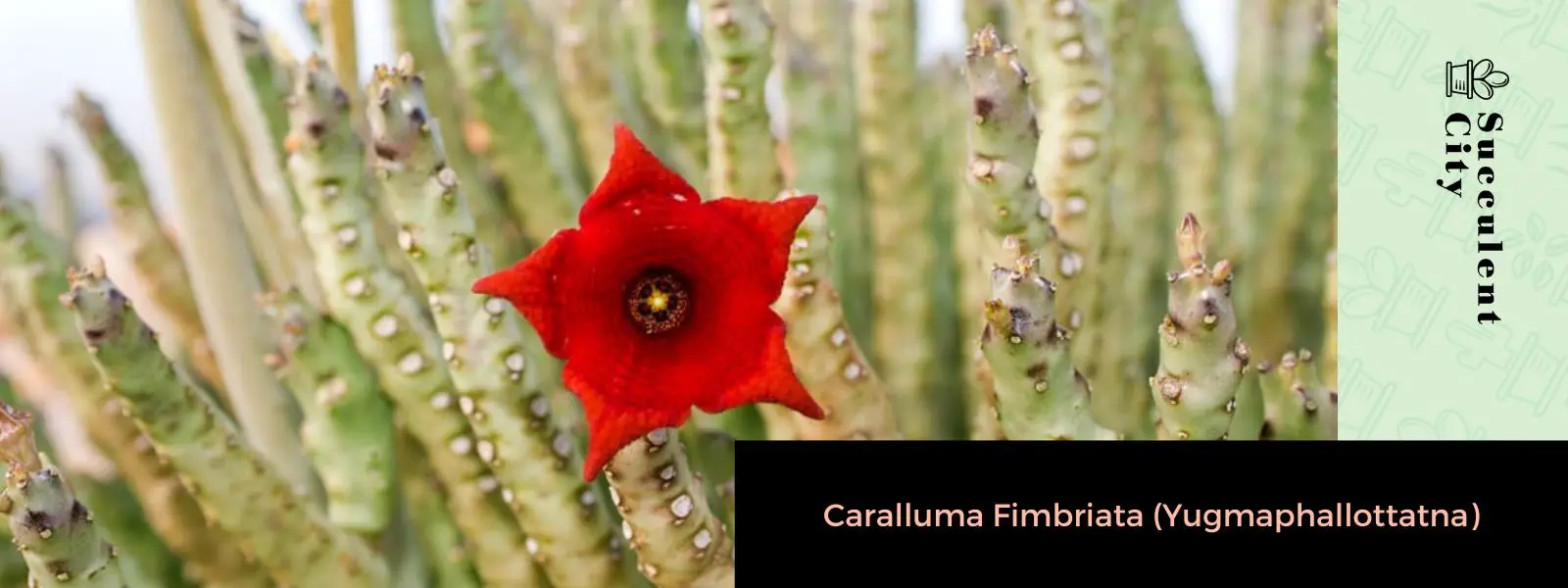 Caralluma Fimbriata (Yugmaphallottatna) Caralluma Fimbriata (Yugmaphallottatna)