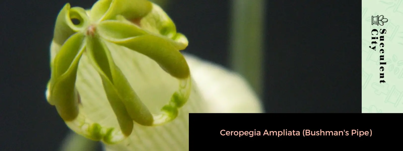 Ceropegia Ampliata (Silbato de bosquimano)
