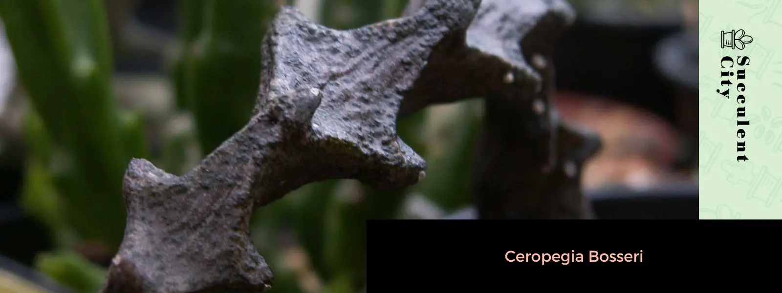 Ceropegia bosseri Ceropegia bosseri