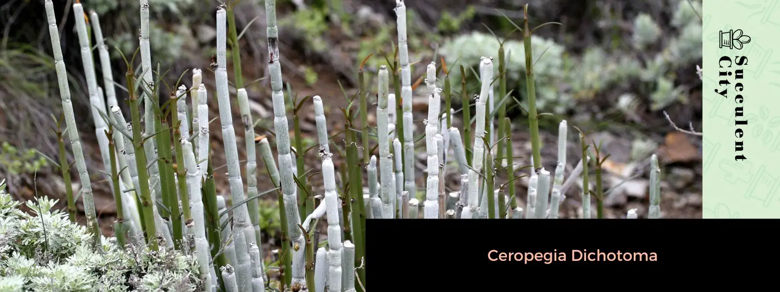 Ceropegia Dichotoma (La Planta “Cardoncillo”)