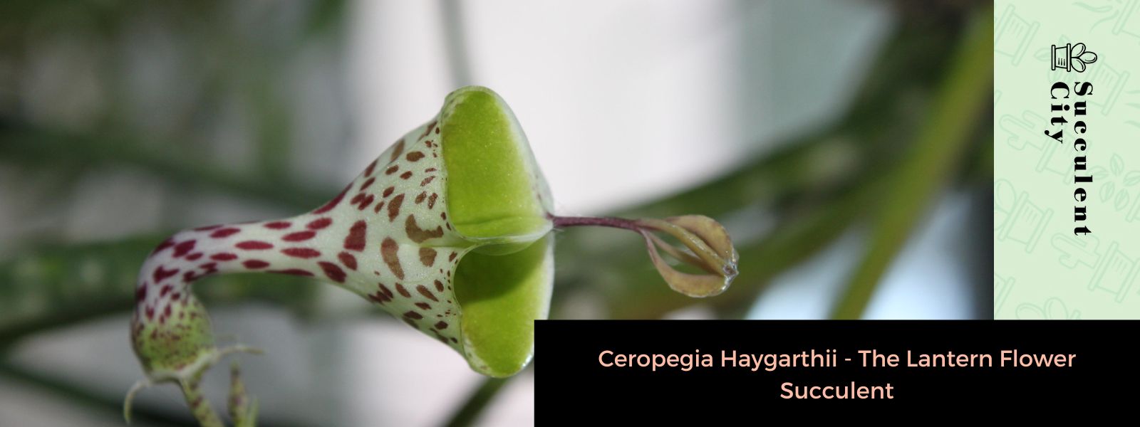 Ceropegia Haygarthii - La suculenta flor de linterna