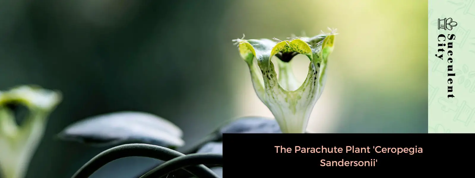 La planta de paracaídas 'Ceropegia Sandersonii'