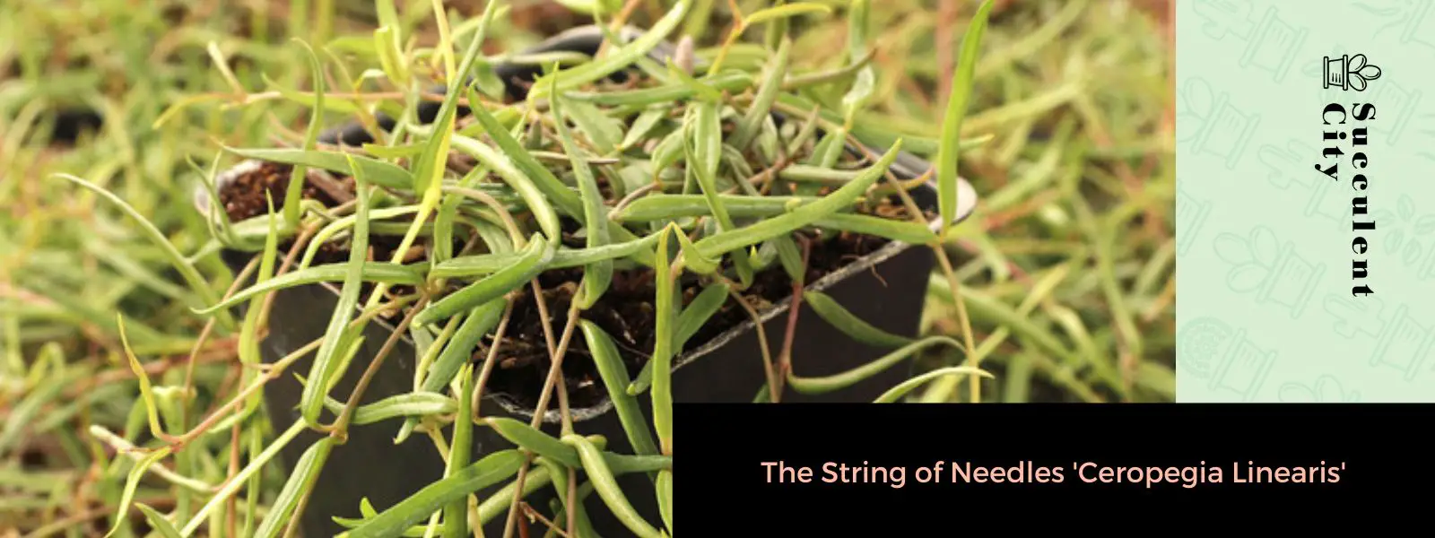 La cuerda de agujas 'Ceropegia Linearis' La cuerda de agujas 'Ceropegia Linearis'