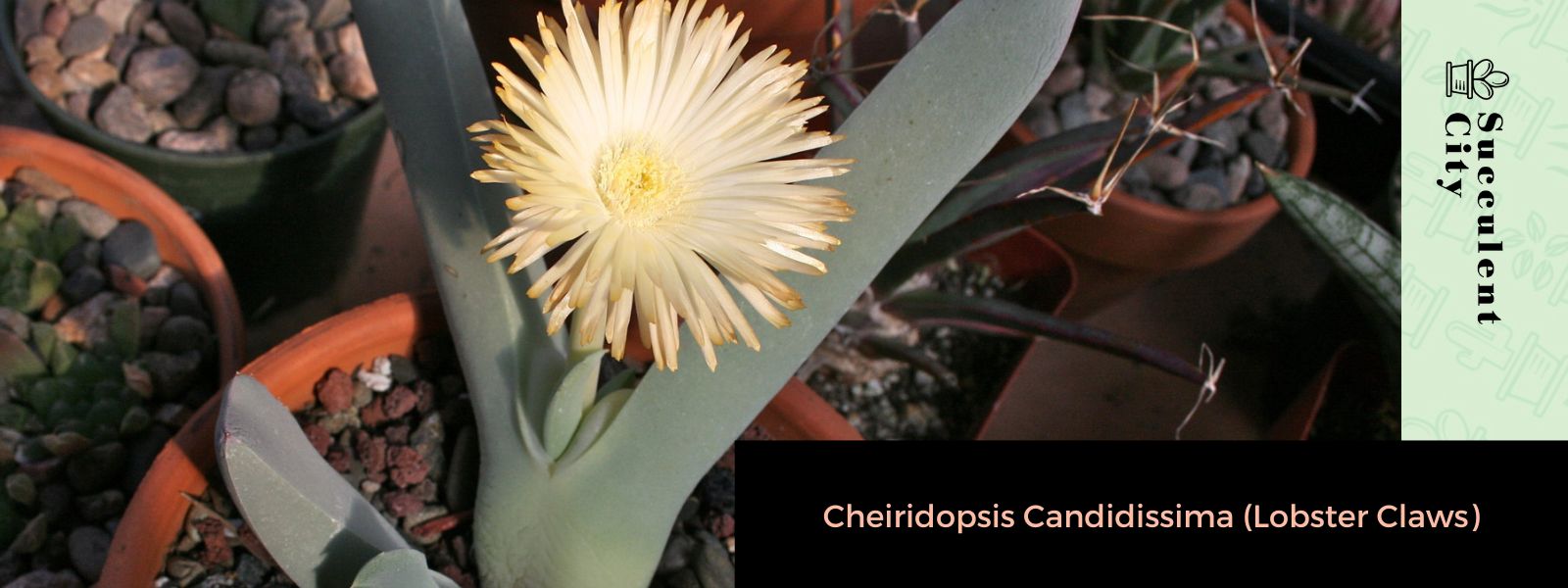 Cheiridopsis Candidissima (pinzas de langosta)