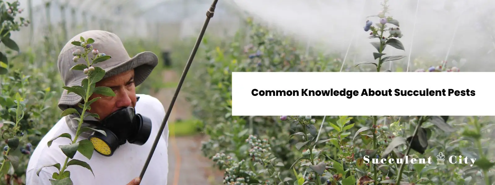 Conocimientos generales sobre plagas de suculentas. Conocimientos generales sobre plagas de suculentas.