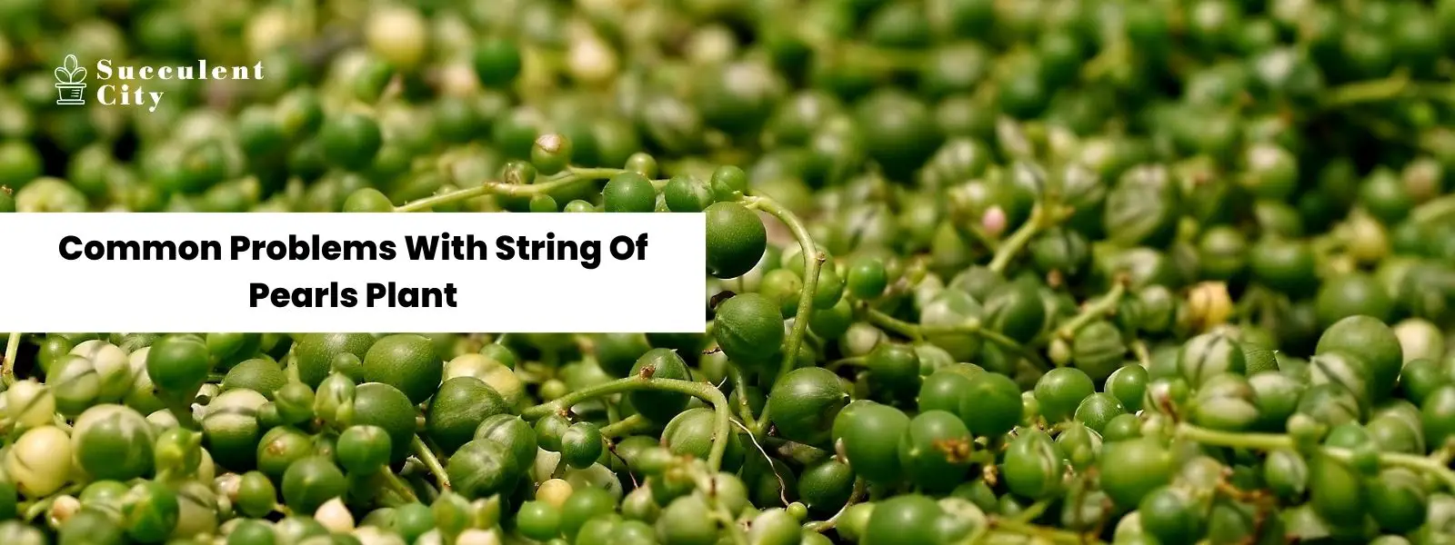 Problemas comunes de las plantas de collar de perlas