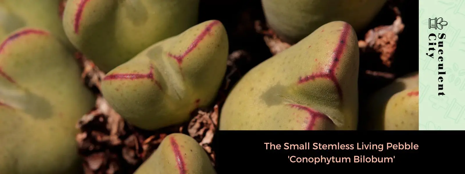 El pequeño guijarro vivo sin tallo “Conophytum Bilobum”