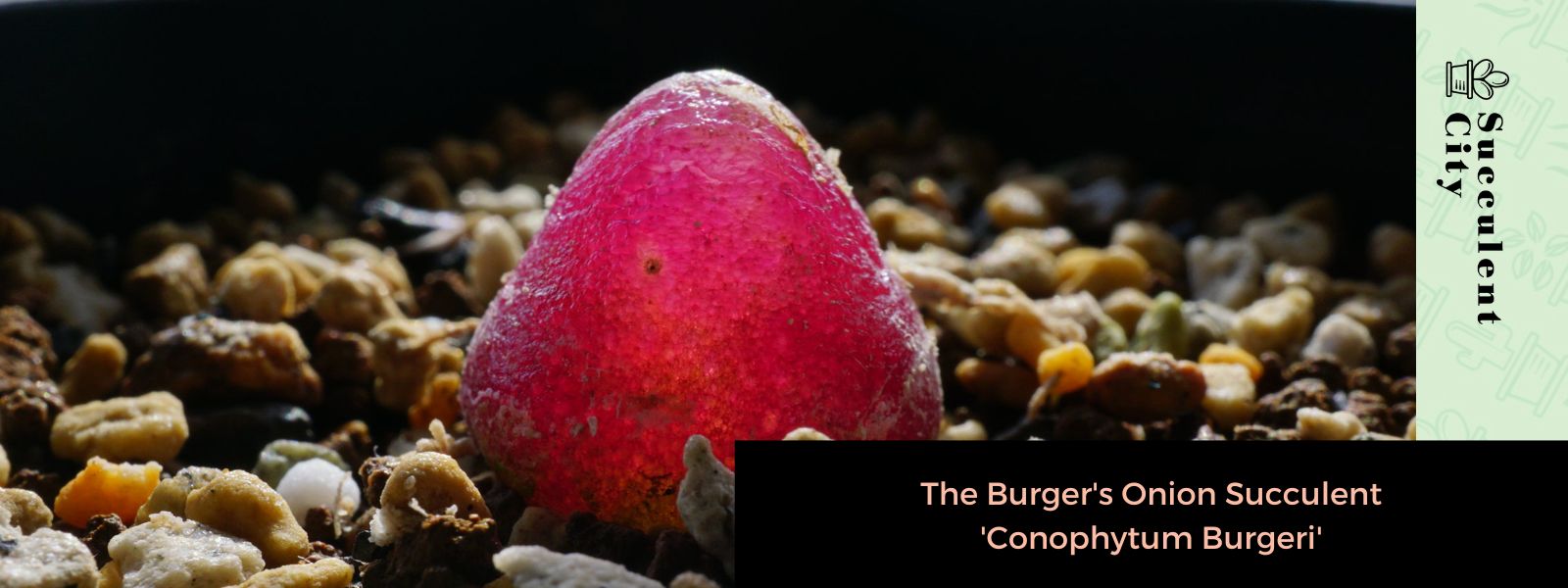 La hamburguesa de cebolla suculenta 'Conophytum Burgeri'