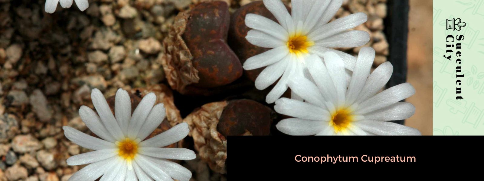 Conophytum cupreatum