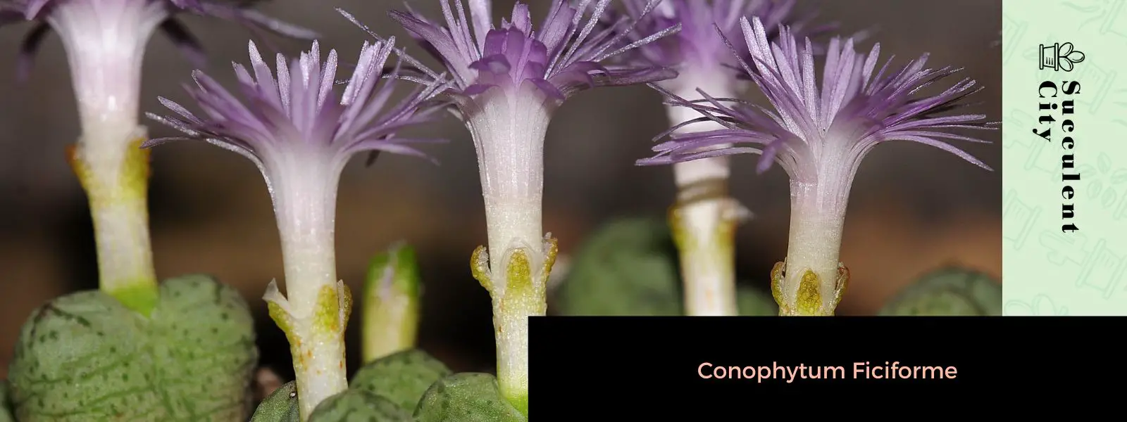 Conophytum Ficiforme Conophytum Ficiforme