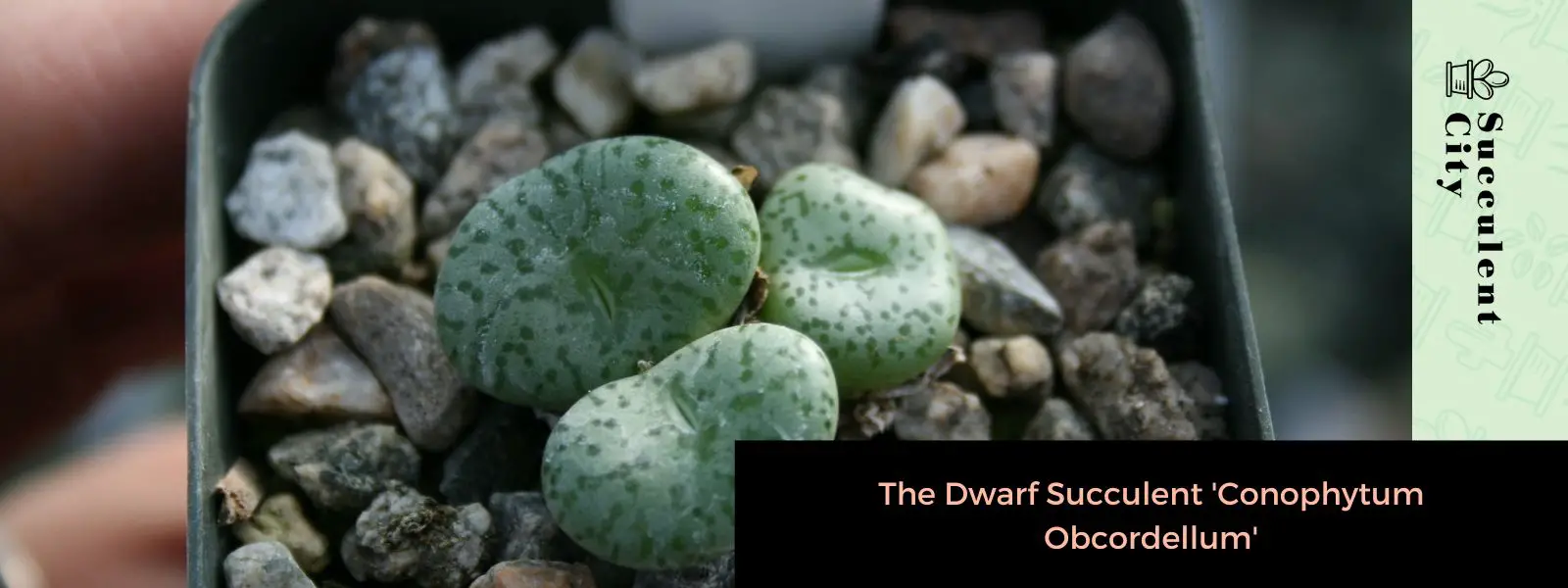 La suculenta enana “Conophytum Obcordellum”