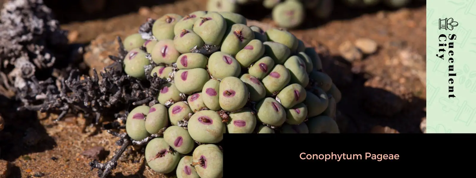 Conophytum Pageae