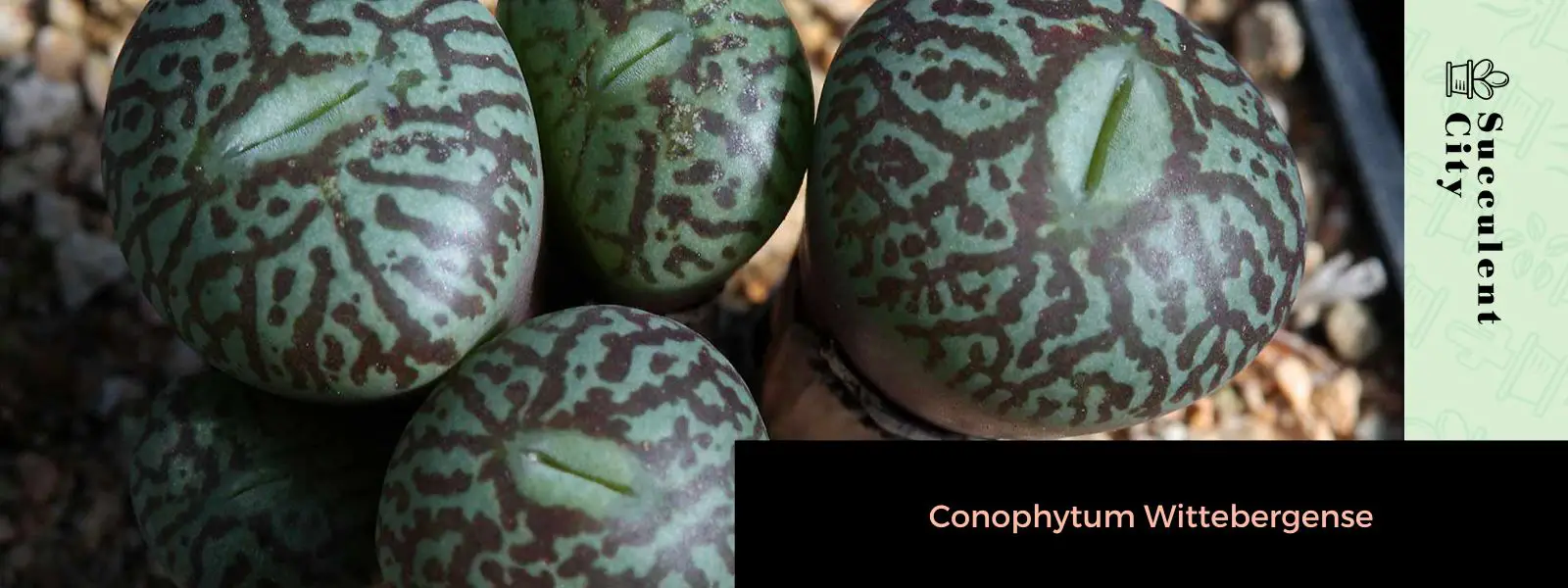 Conophytum Wittebergense Conophytum Wittebergense