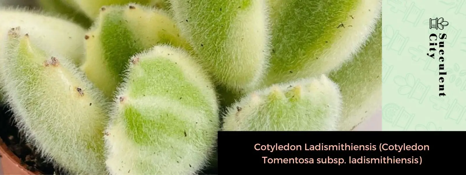Cotiledón Ladismithiensis (Kotyledon Tomentosa subsp. ladismithiensis) Cotiledón Ladismithiensis (Kotyledon Tomentosa subsp. ladismithiensis)
