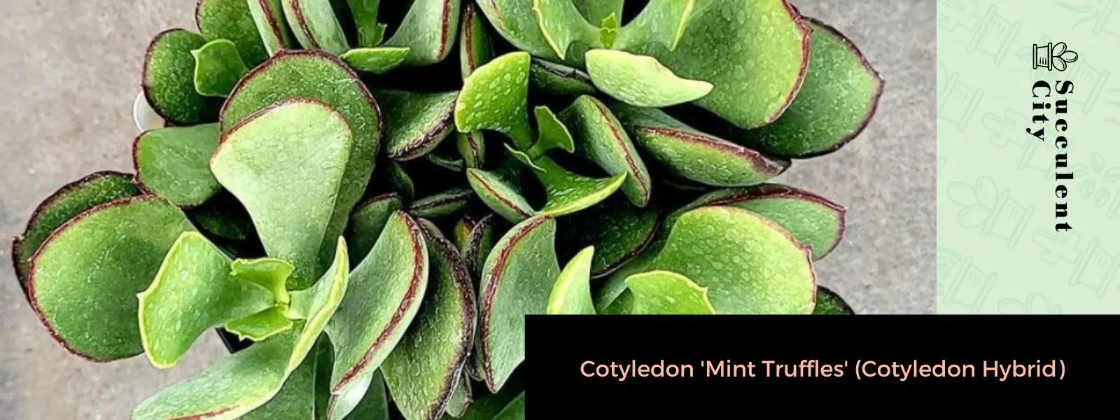 Cotiledón “Trufas de menta”: un híbrido de cotiledón