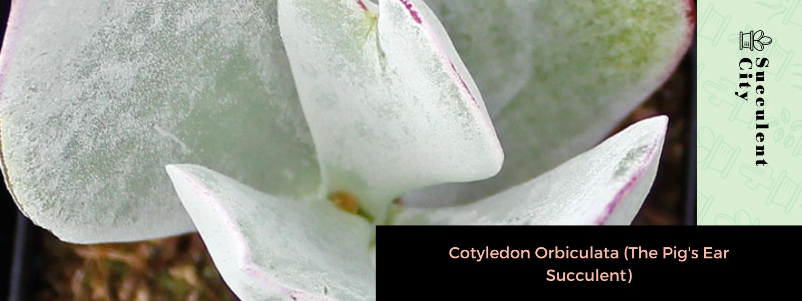 Cotyledon orbiculata (suculenta oreja de cerdo)