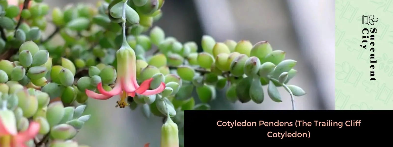 Cotyledon Pendens (El cotiledón del acantilado que se arrastra)