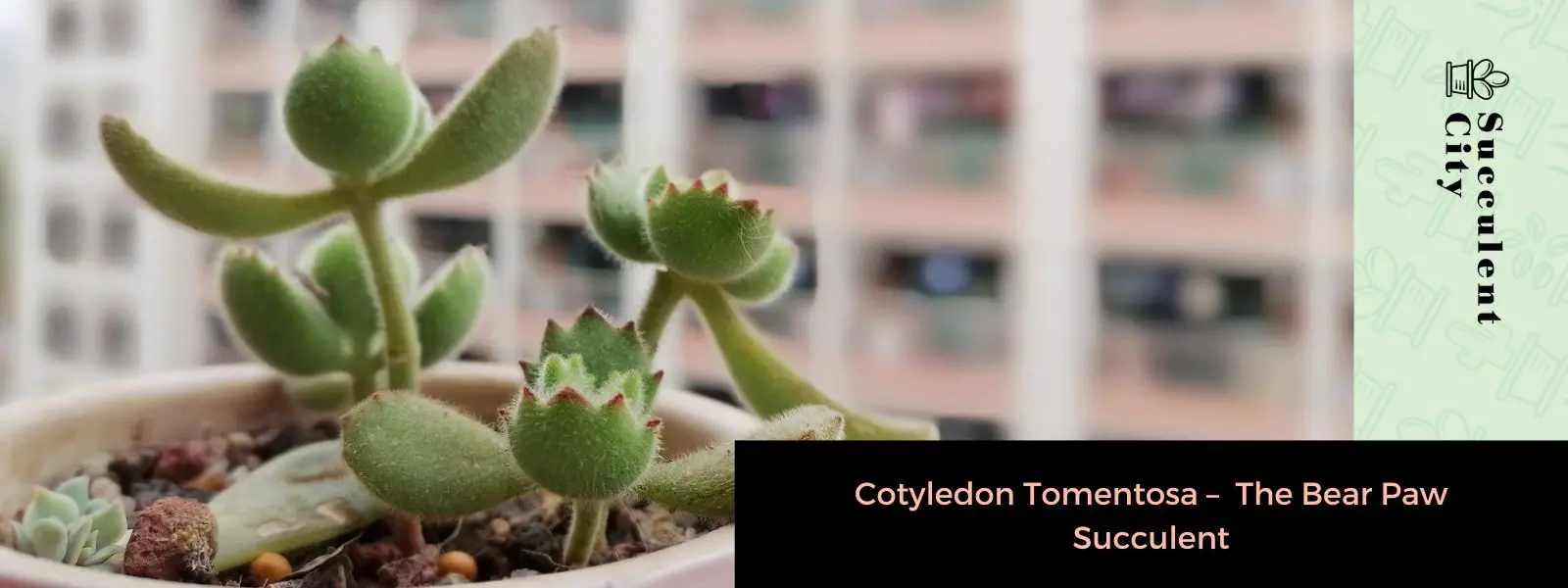 Cotiledón tomentosa (suculenta pata de oso) Cotiledón tomentosa (suculenta pata de oso)