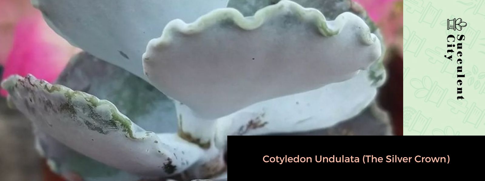 La corona de plata 'Cotyledon Undulata'
