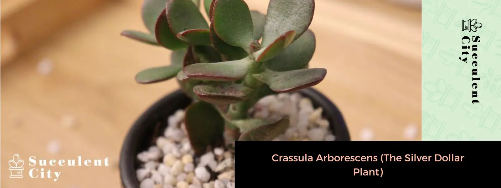 Crassula arborescens (la planta del dólar de plata) Crassula arborescens (la planta del dólar de plata)