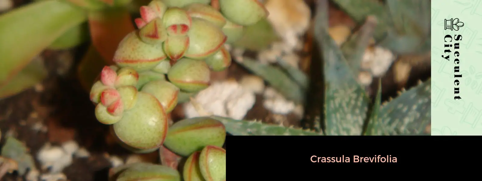 Crassula brevifolia Crassula brevifolia