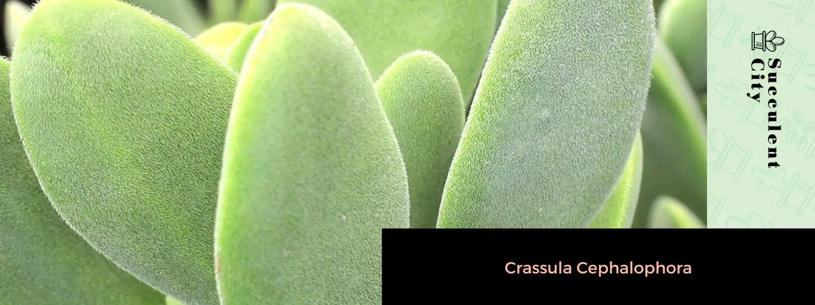 Crassula cephalophora