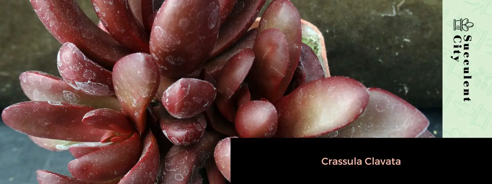 Crassula clavata Crassula clavata