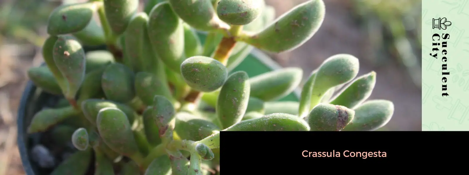 Crassula congesta Crassula congesta