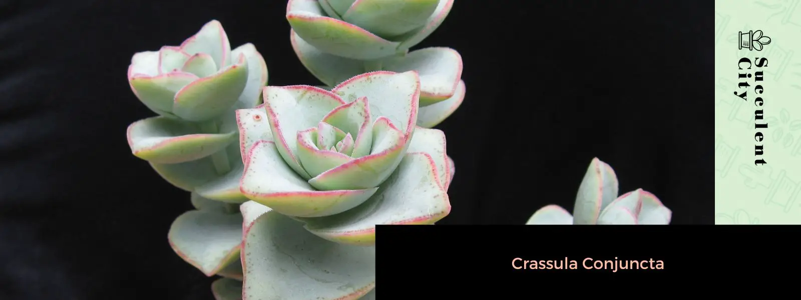 Crassula Conjuncta