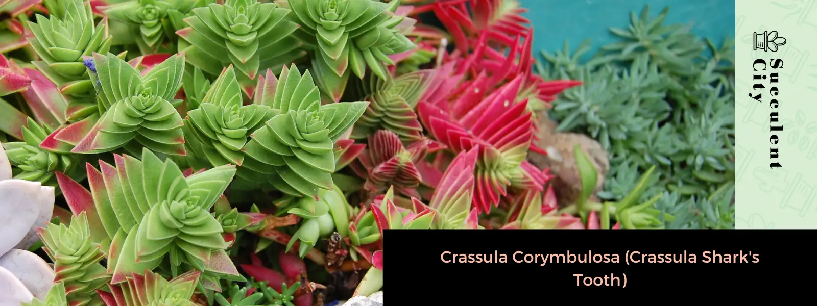 Crassula corymbulosa (diente de tiburón crassula)