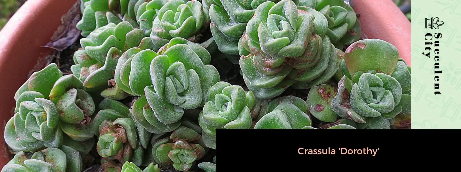 La hermosa suculenta enana “Crassula Dorothy” La hermosa suculenta enana “Crassula Dorothy”