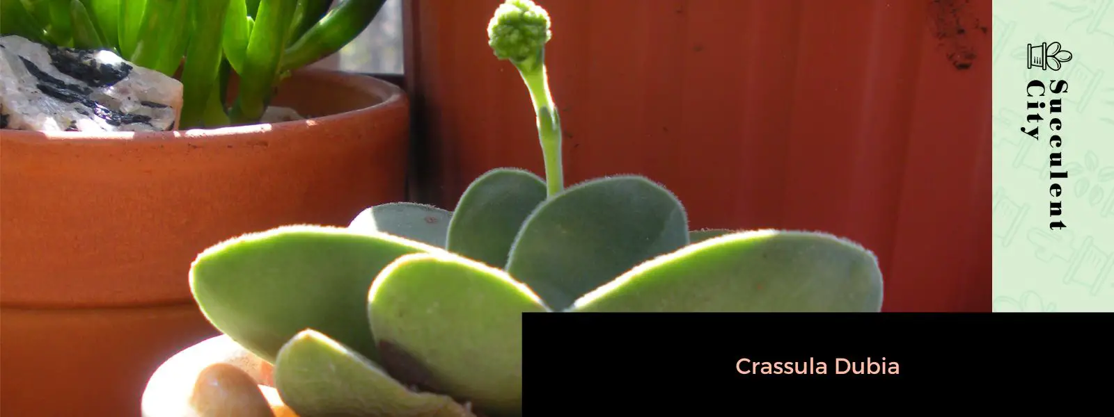 Crassula Dubia