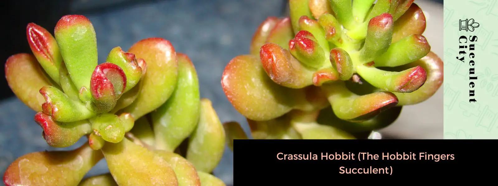 Crassula Hobbit (Los dedos hobbit jugosos)
