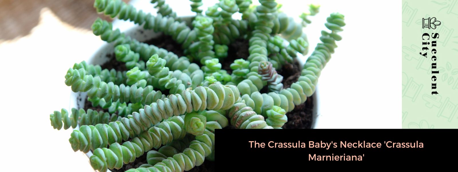 El collar Crassula bebé “Crassula Marnieriana”