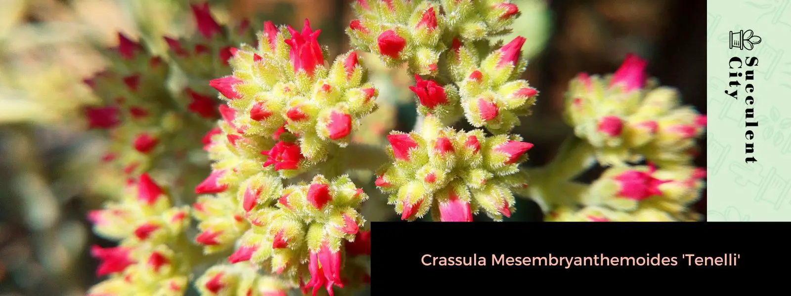 Crassula mesembryanthemoides 'Tenelli' Crassula mesembryanthemoides 'Tenelli'