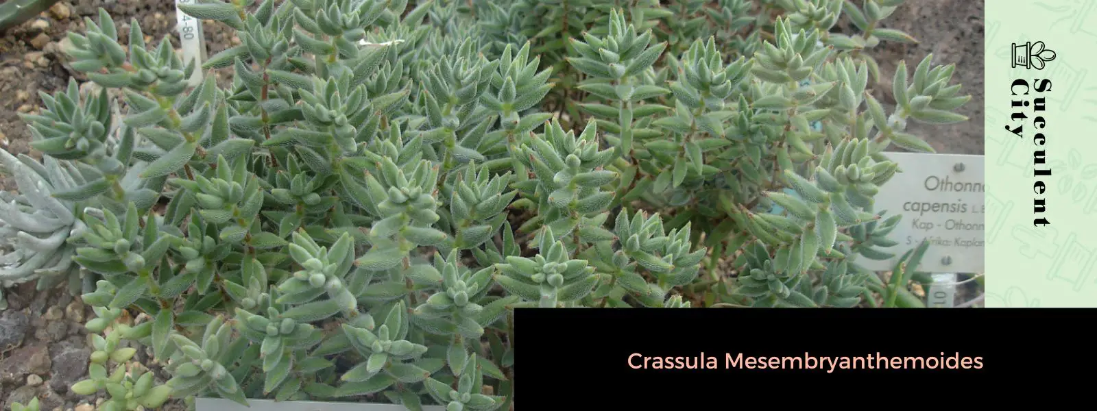 Crassula mesembryanthemoides