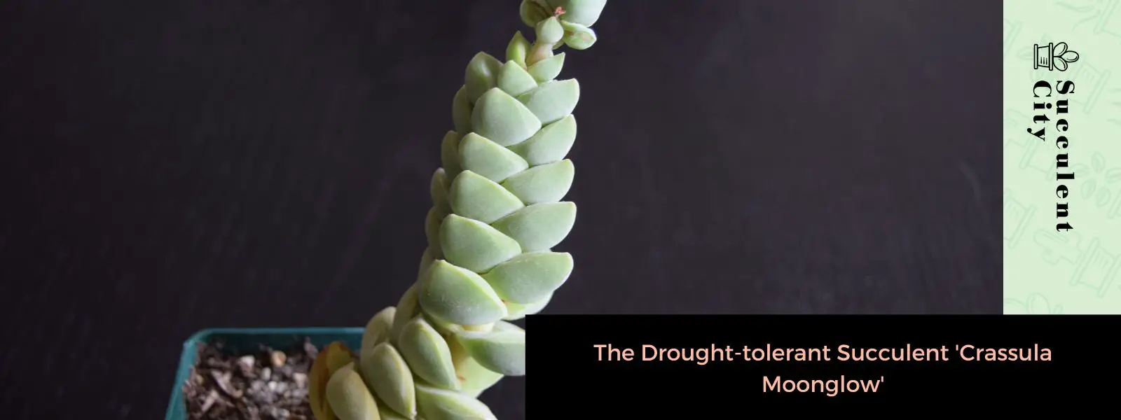 La suculenta "Crassula Moonglow" tolerante a la sequía La suculenta "Crassula Moonglow" tolerante a la sequía